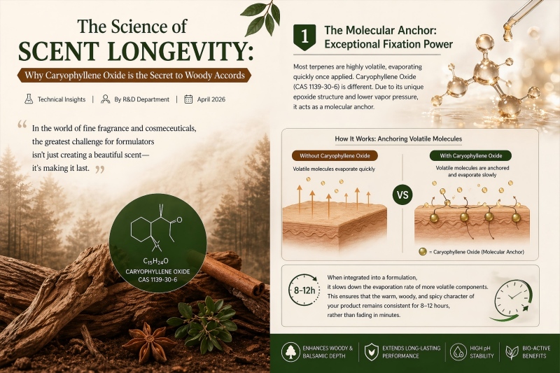 Caryophyllene Oxide scent longevity mechanism infographic anchoring volatile molecules
